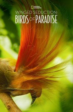Winged Seduction: Birds of Paradise