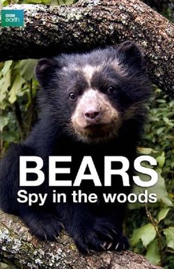 Bears: Spy in the Woods
