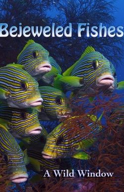 Wild Window: Bejeweled Fishes