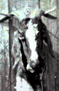Slipknot: Goat - The 10th Anniversary of Iowa