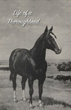 Life of a Thoroughbred