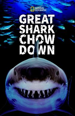 Great Shark Chow Down
