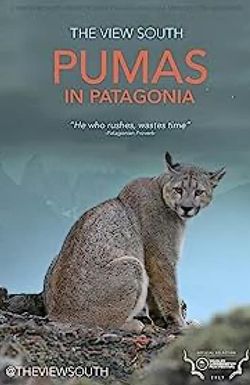 Pumas in Patagonia
