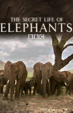 The Secret Life of Elephants