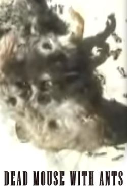 Dead Mouse with Ants