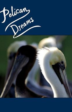 Pelican Dreams