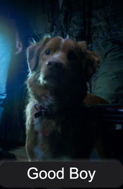 Good Boy