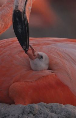 FLAMINGOS Life after the meteorite
