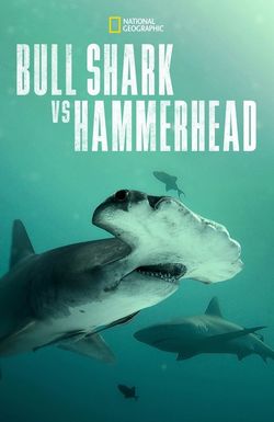 Bull Shark vs Hammerhead