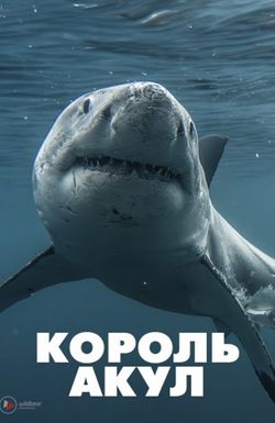 Boss Shark