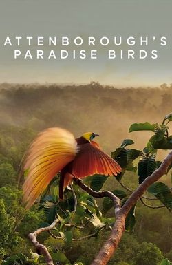 Attenborough's Paradise Birds
