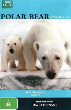 Polar Bears: Spy on the Ice