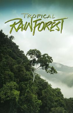 Tropical Rainforest