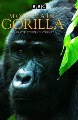 BBC Mountain Gorilla