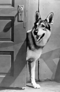 The Littlest Hobo