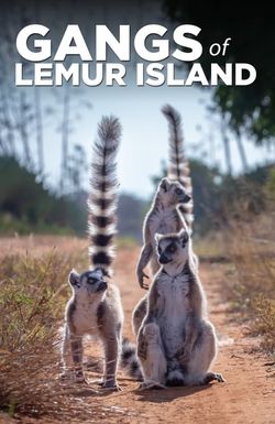 Madagascar: Les gangs de lémuriens