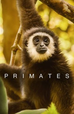Primates