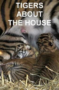 Tigers About the House