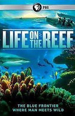 Life on the Reef