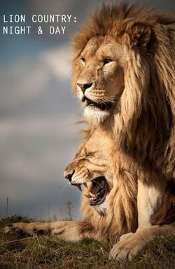 Lion Country: Night and Day