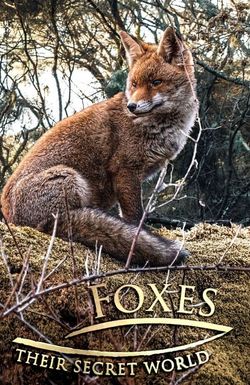 Foxes: Their Secret World