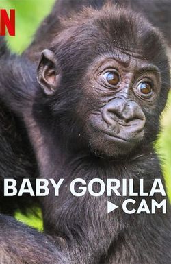 Baby Gorilla Cam