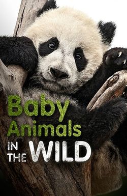 Baby Animals in the Wild