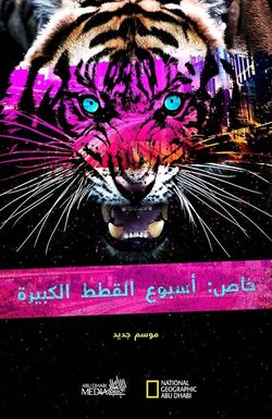 Big Cat Week Collection
