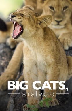 Big Cats, Small World