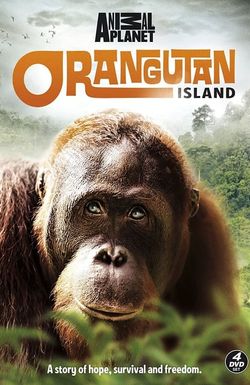 Orangutan Island