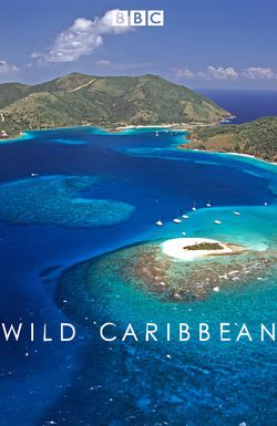 Wild Caribbean