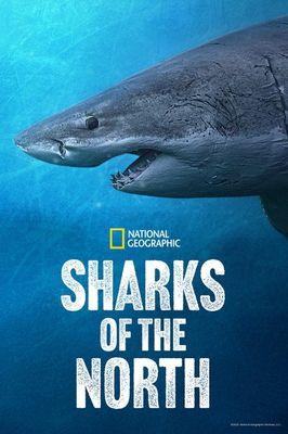 Sharks of the North