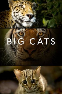 Big Cats