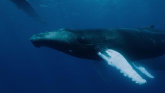 Episode 1 Realm of the Humpbacks