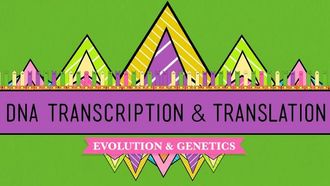 Episode 11 DNA Transcription & Translation