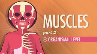 Episode 22 Muscles Part 2: Organismal Level