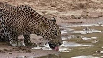 Episode 5 The Secret Lives of Leopards