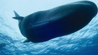 Episode 2 Giants of the Deep