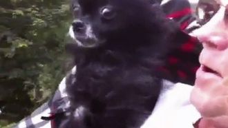 Episode 12 Buffoon Buffet and Kid, Cat or Canine?