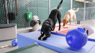 Episode 1 Meet the Dogs