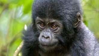 Episode 2 Last Stand of the Silverback King