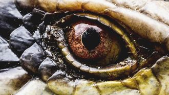 Episode 4 Enigma Animal of Colombia