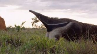 Episode 3 Brazil's Cerrado