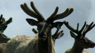 Episode 11 Built by Bama/NCAA/The Deer Antler Man/Fly Gal
