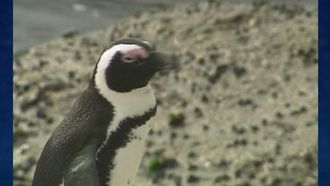 Episode 9 Penguins in Peril