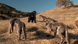 Episode 3 Giant Bear