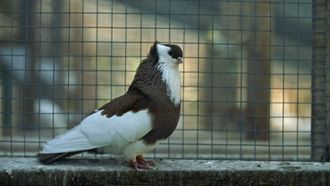 Episode 4 Pigeon Pincher