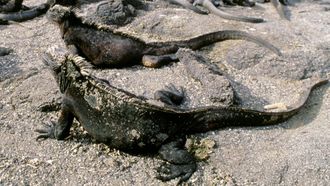 Episode 1 Galapagos