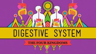 Episode 28 Digestive System