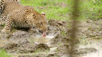 Episode 2 A Leopard's Last Stand